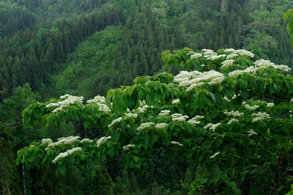 ミズキの花 樹木の花 白く大きい花 散房花 5月6月 山野 フリー写真素材 画像4