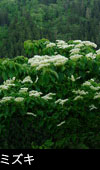 ミズキ木の花 画像 写真 フリー素材