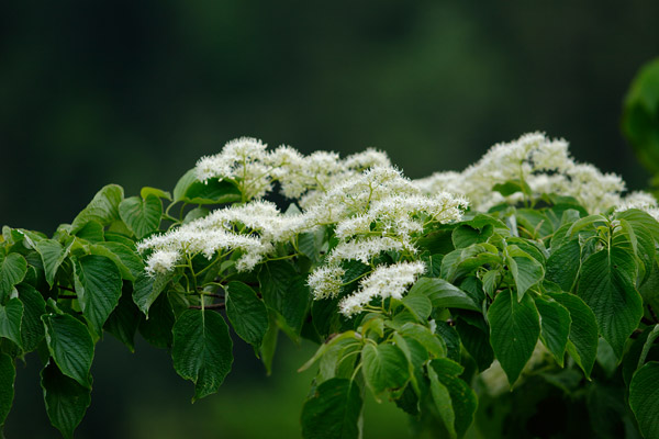 ミズキの花 里山 森林 初夏 綿のような白い花 無料写真素材 花のアップ画像3