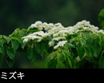 ミズキの白い花が咲く森林 無料写真素材