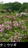 山野草 写真 タニウツギの花 写真素材