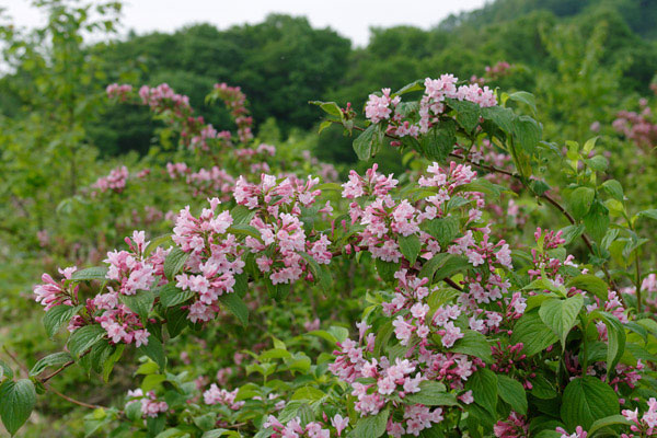 タニウツギ 山野 里山 低木 5月6月 多数のピンク色の花 画像6 無料写真素材フリー