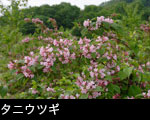 タニウツギの花咲く森林　フリー素材