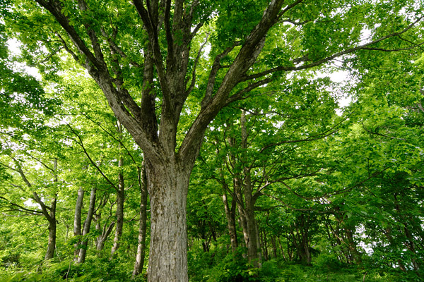 ドングリの森林（ミズナラ）木漏れ日 新緑 爽やか 落葉広葉樹林 画像3 無料写真素材
