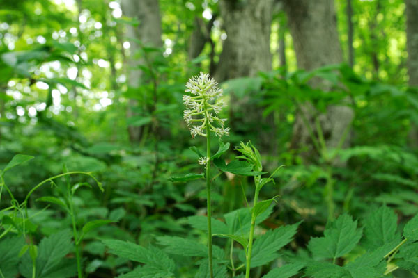 ルイヨウショウマ 山野草 山地森林 5月6月7月 茎の先端に総状に白い花多数 画像 無料写真素材 フリー