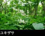 初夏の森林に咲く白い花 ユキザサ 無料写真素材