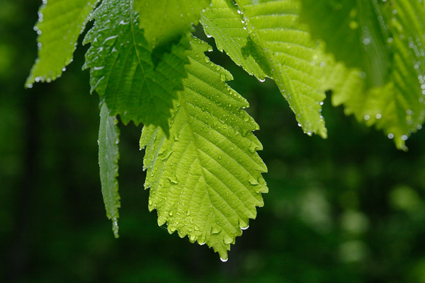 ミズナラの葉 (どんぐりの木）水滴 クローズアップ 画像3　無料写真素材フリー