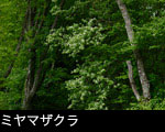 森林に咲く花ミヤマザクラ 無料写真素材