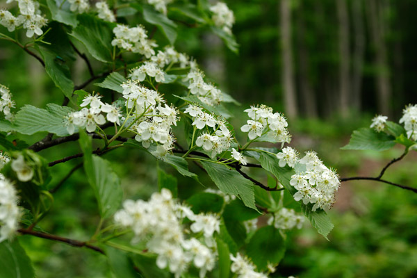 ミヤマザクラ 5月6月深い山 2センチほど白い花　無料写真　フリー素材　 画像3