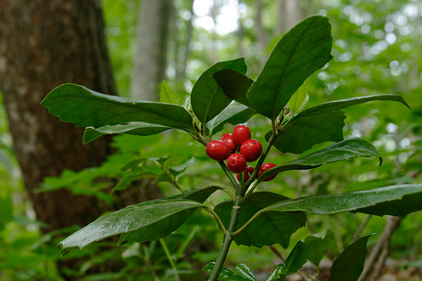 アオキの果実 画像 林床 低木常緑の艶のある葉 2センチ程の赤い実 無料写真素材
