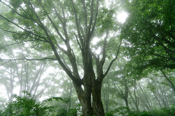 霧がかかったドングリの森林（ミズナラ） 幻想的 画像1 無料写真素材 
