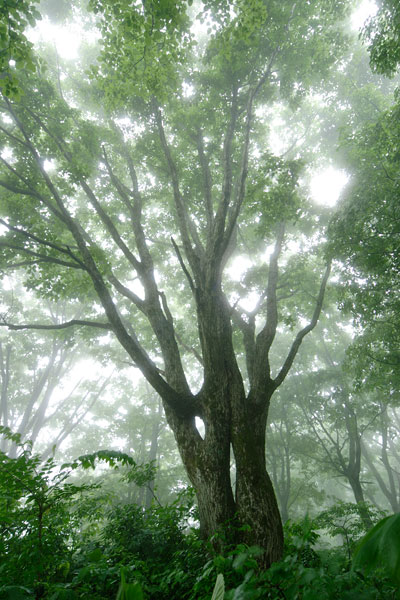 霧がかかったミズナラの森林 縦 幻想的 画像2 フリー写真素材 