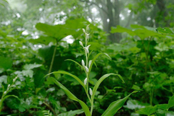 「ギンラン」の白い花　画像2　ギンラン 白い蕾の花 山地林床 初夏の山野草 画像2 無料写真素材 