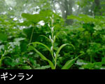 夏の山野草「ギンラン」白い花 無料写真素材