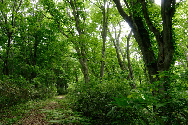 初夏の森 小道 山道 歩道 爽やかな緑 画像2　無料写真素材 フリー