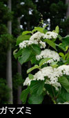 初夏の山野、森林で白い花をつける「がまずみ」写真