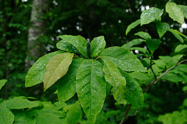 若葉の森林 コブシの若葉と水滴 画像1 フリー写真素材