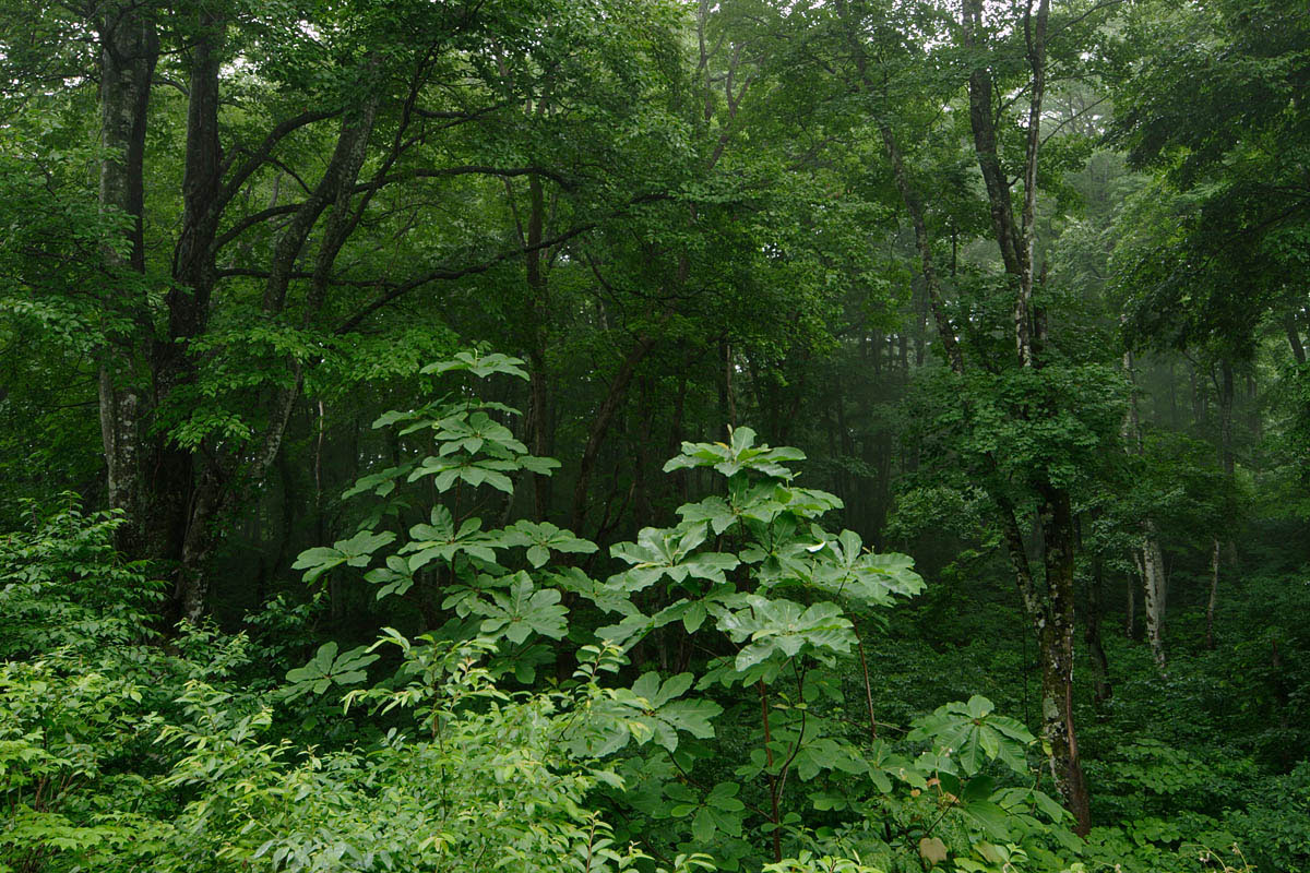 b39-8292　ホウノキの若木と夏の森林