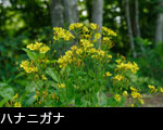 夏の山野草ハナニガナ 画像 写真 フリー素材