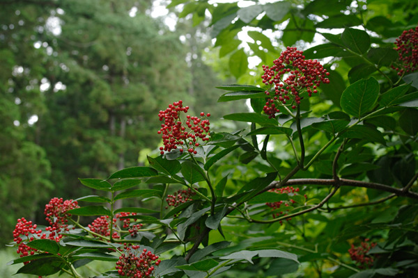 ニワトコの果実 山 森林 赤い実 初夏 6月7月 画像8 無料写真素材 