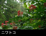 山地 杉林で赤い実を付けるニワトコ赤い実 フリー写真素材