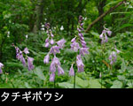 山野草タチギボウシ森林に咲く夏の花 無料写真素材