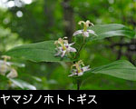 ヤマジノホトトギス 8月9月 森林の紫の花 山野草 無料写真素材