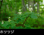 フリー写真素材 森林、山野に咲く花「ホツツジの花」