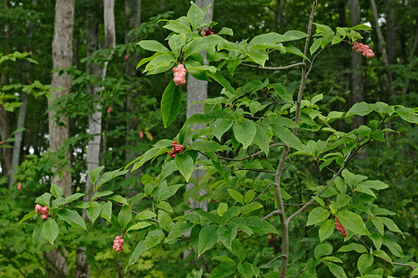 ブナの林縁で果実をつけるコブシの若木 画像1 フリー写真素材