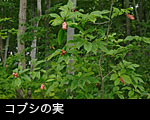 コブシ の実 コブシの木 無料写真素材 フリー