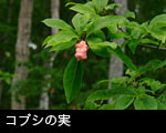 コブシの果実 10月 山野の赤い実 フリー写真素材