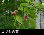 無料写真素材 ストックフォト 山野の実 木の実 コブシ の実 