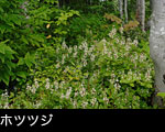秋の森林に咲くホツツジの花写真