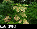 無料写真素材「紅葉、黄葉」枯れ色（早秋 初秋）の森林