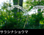 秋の山野草「サラシナショウマ」無料写真素材