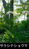 秋の森林山野に咲く草花 サラシナショウマの花 写真