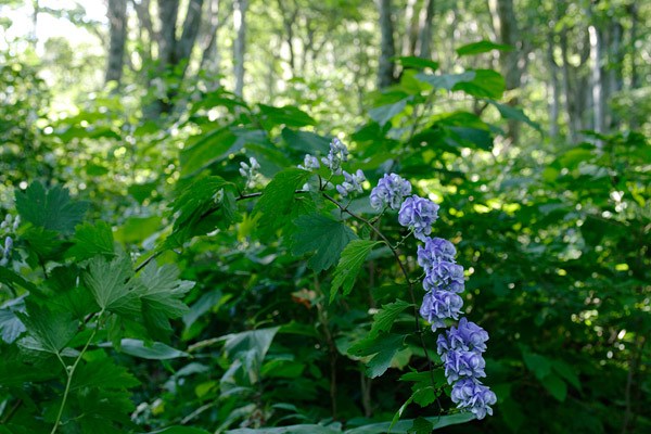 夏から秋 森のイメージ 青紫色トリカブトの花が咲く 壁紙 フリー写真素材 無料 画像5