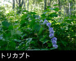 山野草トリカブト 画像 無料写真素材フリー