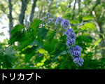オクトリカブトの花 無料写真素材フリー