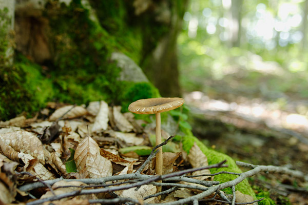 キノコ 画像 山地森林に生える 木の根 枯れ葉 画像 無料写真素材 フリー写真素材