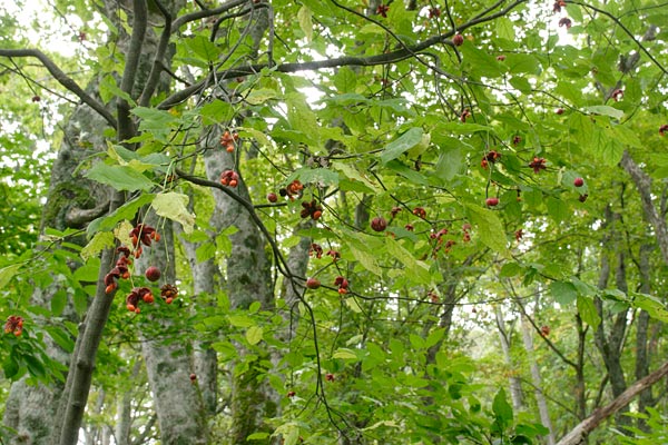ブナの林内で果実をつけるツリバナ 画像1 木の実 フリー写真素材