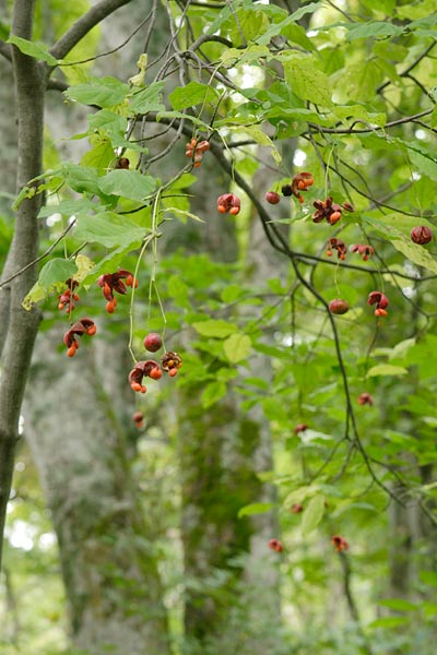 ツリバナの果実 画像2 木の実 無料写真素材 