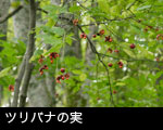 ツリバナの実 画像 秋、森林の赤い木の実 無料写真素材フリー