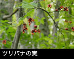 ツリバナの実 画像 秋、森林の赤い木の実 無料写真素材フリー