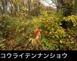 コウライテンナンショウの赤い実　紅葉黄葉の森林　無料写真素材