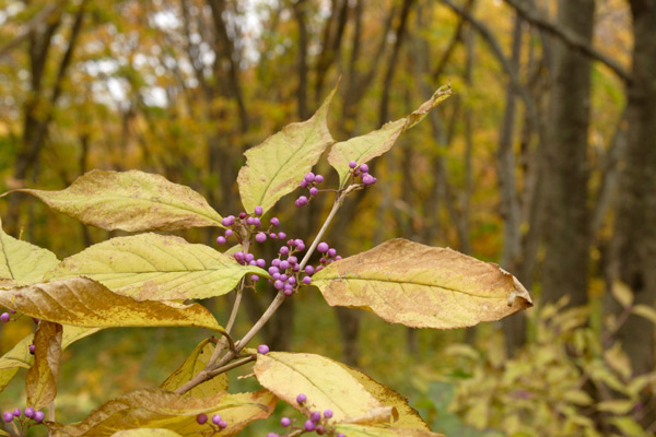秋の森林とムラサキシキブの果実 画像 紫色の実 フリー写真素材 無料