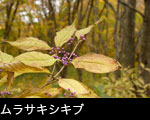 ムラサキシキブの実　秋の紅葉黄葉の森林　無料写真素材 ムラサキシキブの実　秋の紅葉黄葉の森林　無料写真素材 
