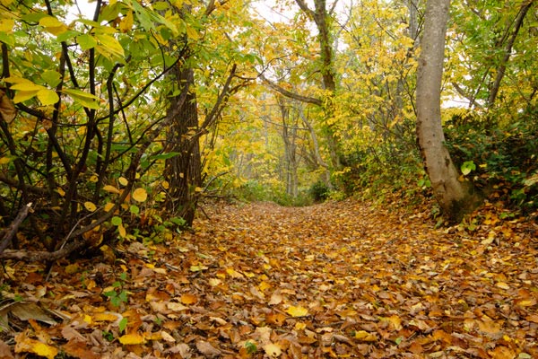 秋の山道 森の道 一面の枯れ葉の道 画像1 無料写真素材