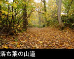 ミズナラの森 落ち葉の山道 紅葉黄葉の森林 無料写真素材