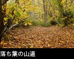 落ち葉の森 紅葉黄葉の森林 秋無料写真素材